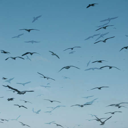 Abstract illustration of toned overlapping images of seagullsの写真素材