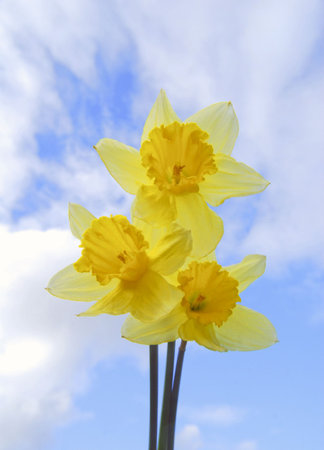 Three yellow daffodil flowers against cloudy blue skyの写真素材