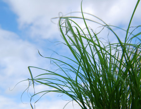 Close-up of clump of grass against cloudy skyの写真素材
