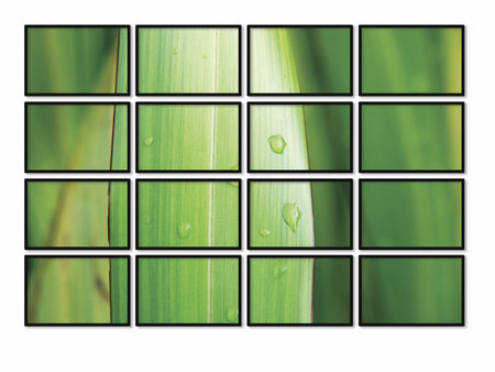 Conceptual image of leaf being displayed on television screen