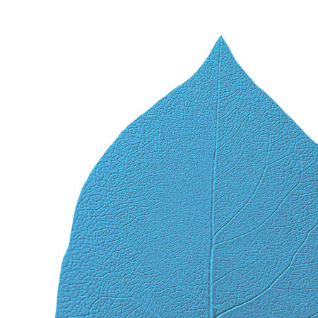 Close-up of isolated blue toned leaf on white