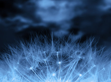Blue toned negative image of dandelion clock in meadow