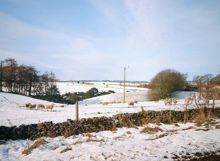 Sheep in snow covered farmland in Yorkshire scenicの写真素材