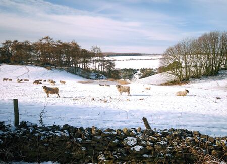 Sheep grazing in snow covered field on Yorkshire farmlandの写真素材