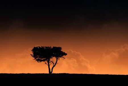 Silhouette of tree against cloudy sky with red/black overlayの写真素材