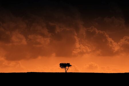 Silhouetted tree in distance withred color effectの写真素材