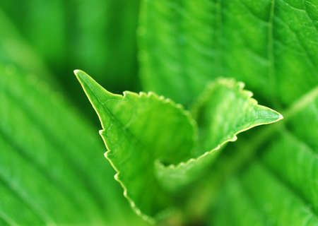 Macro view of new leaf growth for backgroundsの写真素材