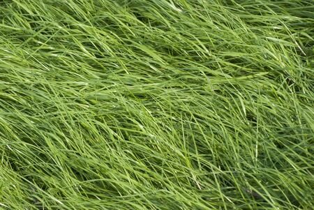 Close-up of long grass growing in meadowの写真素材