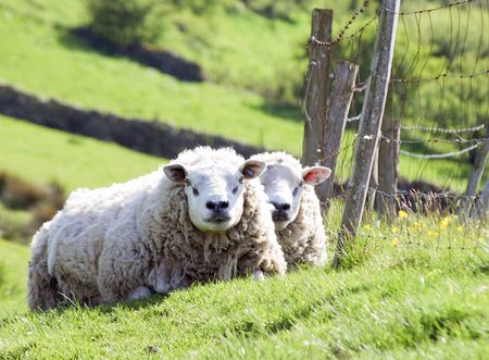 Telephoto view of two sheep on farmlandの写真素材