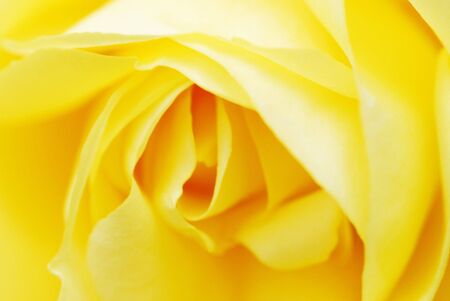 Extreme closeup of yellow rose flower headの写真素材
