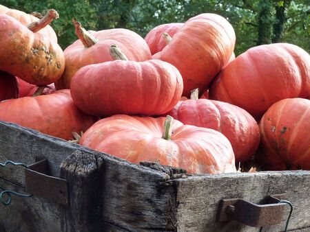 Pile of pumpkins for sale on old wooden cartの写真素材