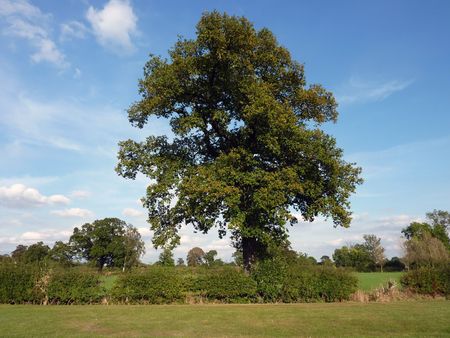 Landscape view showing tree in rural settingの写真素材