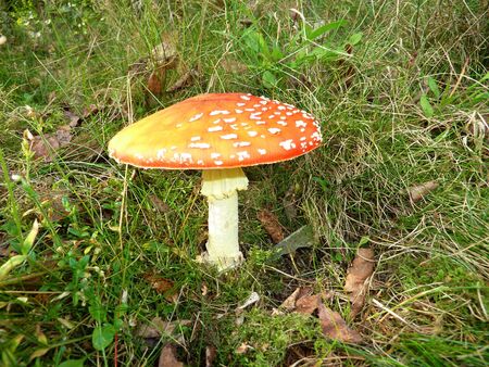 Red spotted Fly Agaric toadstool in grassの写真素材