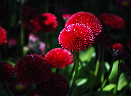 Telephoto shot of red flowers in shadeの写真素材