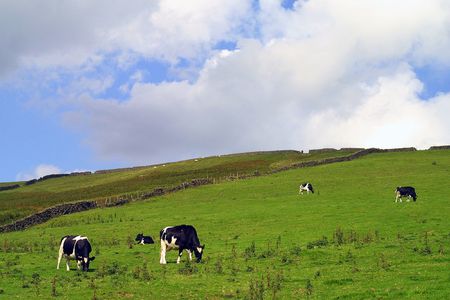 Dairy cattle graze in field in Yorkshire dales.の写真素材
