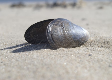 Empty discarded mussel shell on deserted sandy beachの写真素材