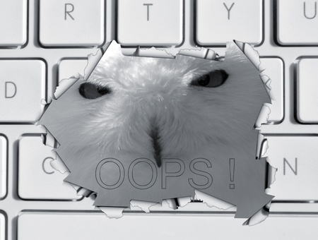 Missing webpage illustration showing owl looking through laptop hole with the word OOPSの写真素材