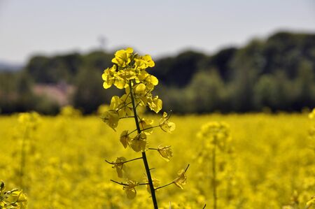 Closeup of rape seed flower in field of rape cropの写真素材