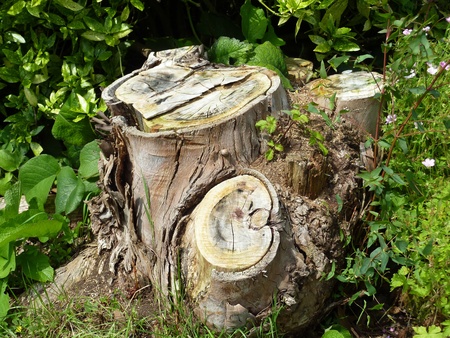 Horizontal view of old tree trunk in gardenの写真素材