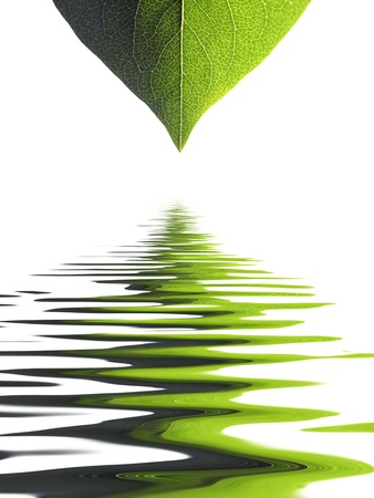 Closeup of leaf on white with simulated water ripplesの写真素材