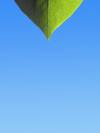 Closeup of leaf on blue graduated background の写真素材
