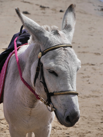 Closeup of grey coloured donkey waiting to give children a ride on beachの写真素材