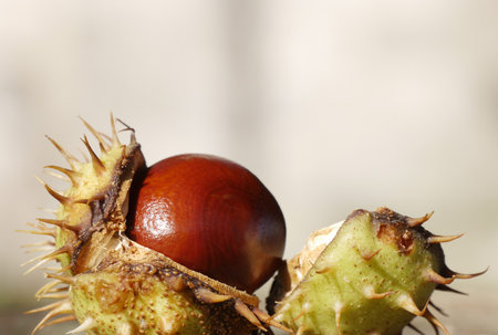 Open horse chestnut against out of focus wallの写真素材