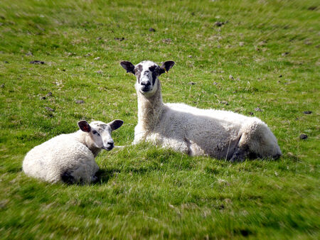Two sheep lying in field with applied zoom effectの写真素材