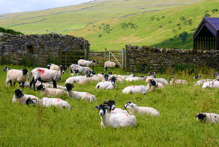 Sheep grazing in field in the Yorkshire Dalesの写真素材