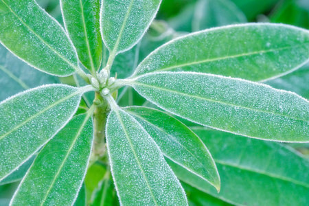 Closeup of leaves overlaid with heavy frostの写真素材
