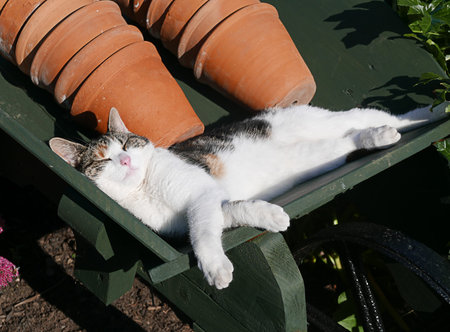 Domestic cat sleeping in wheel barrow in gardenの写真素材