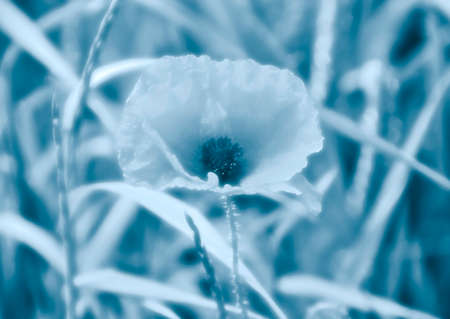 Closeup of wild poppy growing in meadow toned blueの写真素材