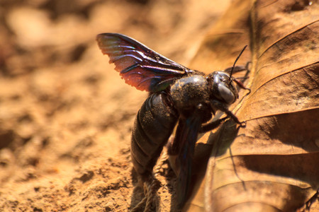 The purple insects の写真素材