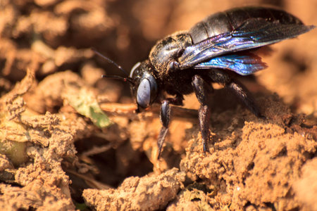 The purple insects 