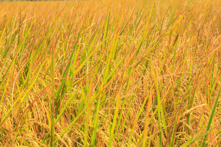 The yellow rice の写真素材