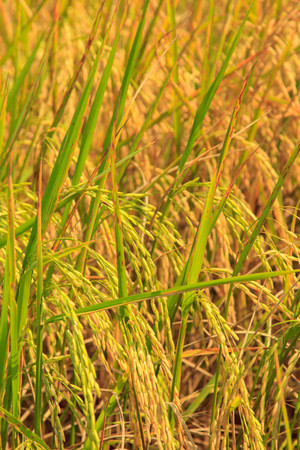 The yellow rice の写真素材