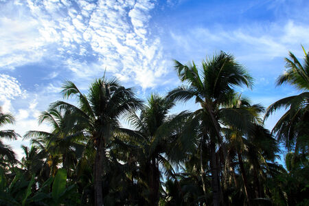  Coconut trees and the sky の写真素材
