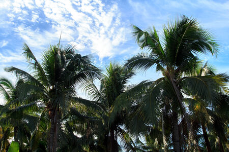  Coconut trees and the sky の写真素材