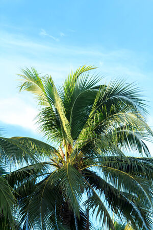 Coconut trees and the sky の写真素材