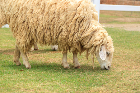 Sheep on the farm, and green grass.の写真素材