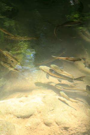 Fish in a waterfall.の写真素材