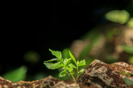 The early seedlings