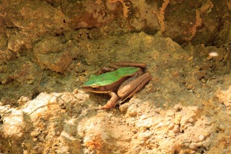 frog greenの写真素材