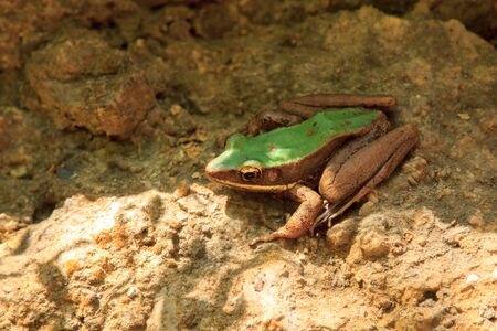 frog greenの写真素材
