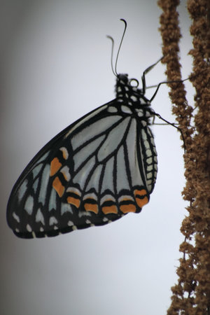 Butterflies day.