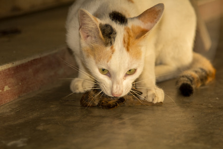 Cats hunt birds.の写真素材