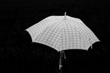Umbrellas and riceの写真素材