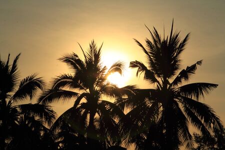 Shadow, the Black Sun.の写真素材