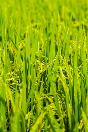 Sheaves of riceの写真素材