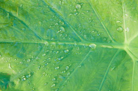 Raindrops and dew cling onto the peafowl leaves in the farmer's garden in the morning after heavy rain at night, beautiful, seen and fresh, happy that nature created.の写真素材